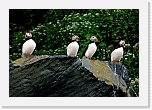 Atlantic Puffin lunni_7363 * 800 x 543 * (365KB)